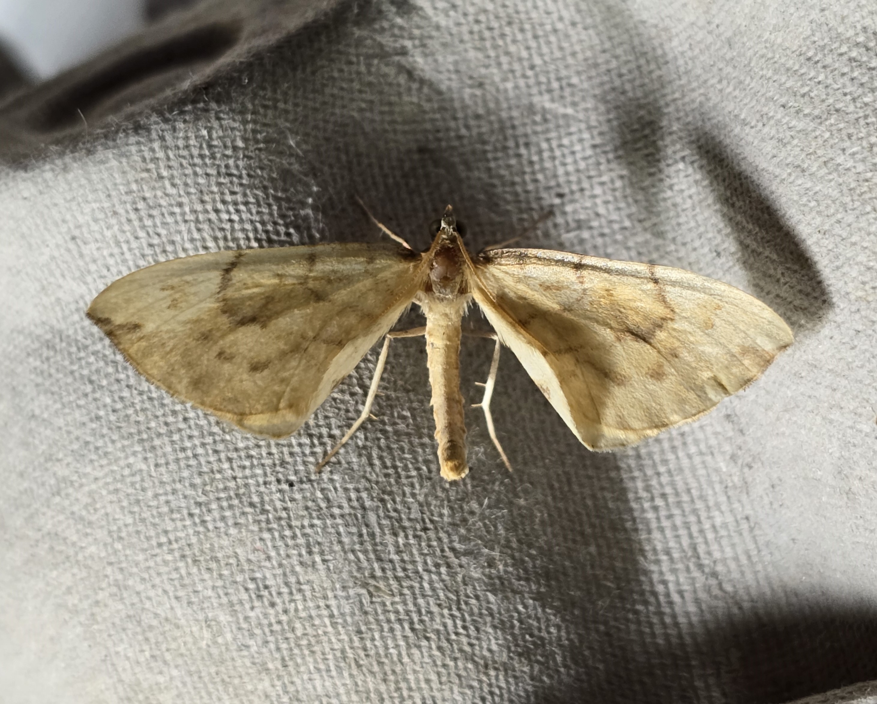 Photo of Barred Straw (Gandaritis pyraliata)